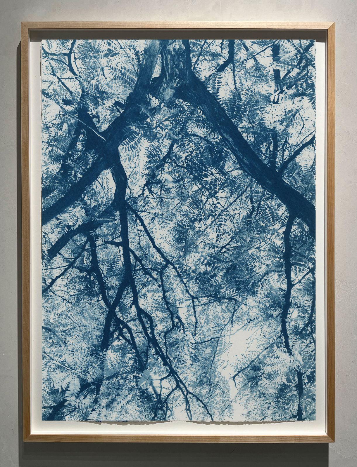 Cyanotype photograph by dora somosi from beneath tree blue and white