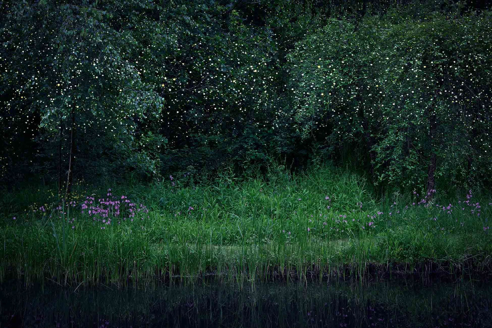 Ellie Davies UK photographer English woodlands buy original series here Gilman gallery Sun Valley Contemporary art