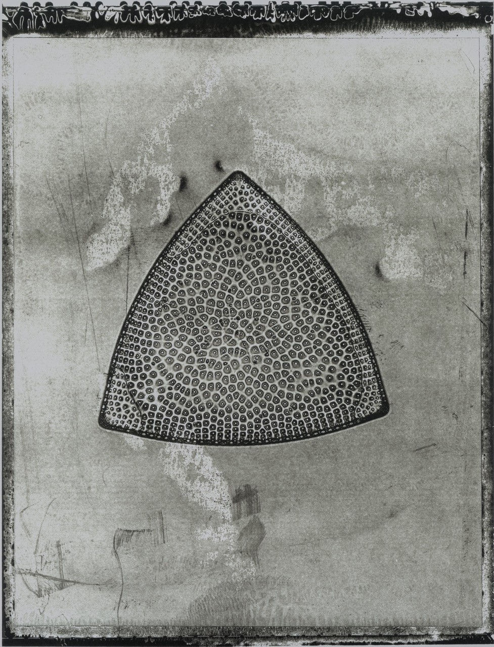 Jan C Shlegel Life on Earth Plate 1 black and white photo