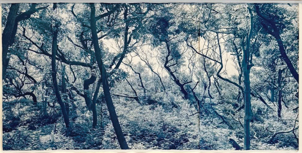 dora samosi sunken forest photograph