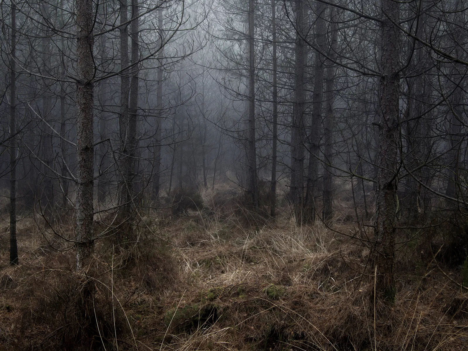 Foggy English forest photograph Ellie Davies original artwork buy here Gilman Contemporary Sun Valley art gallery