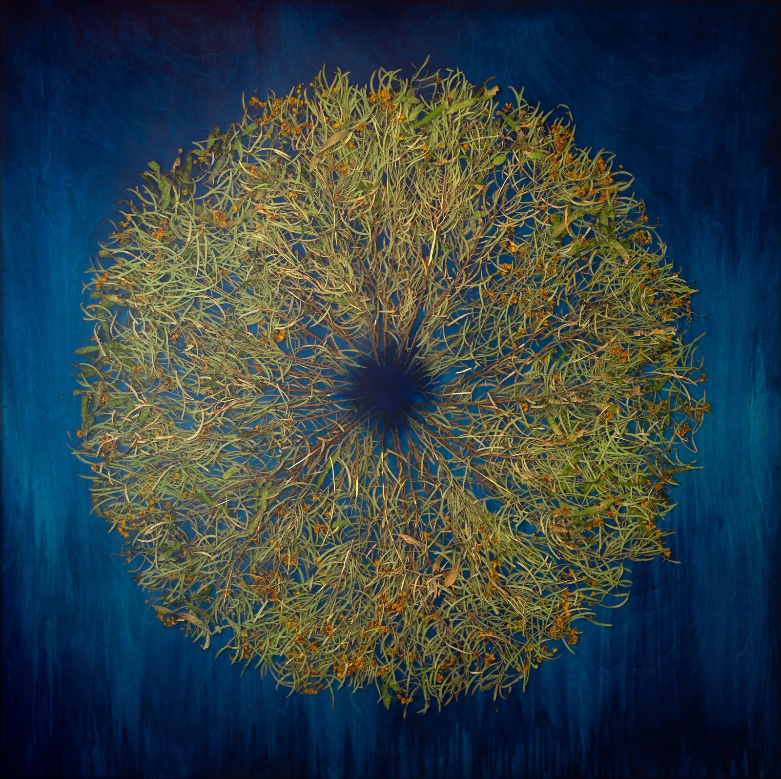 mayme kratz resin paintings mexican buckeye purchase gilman contemporary