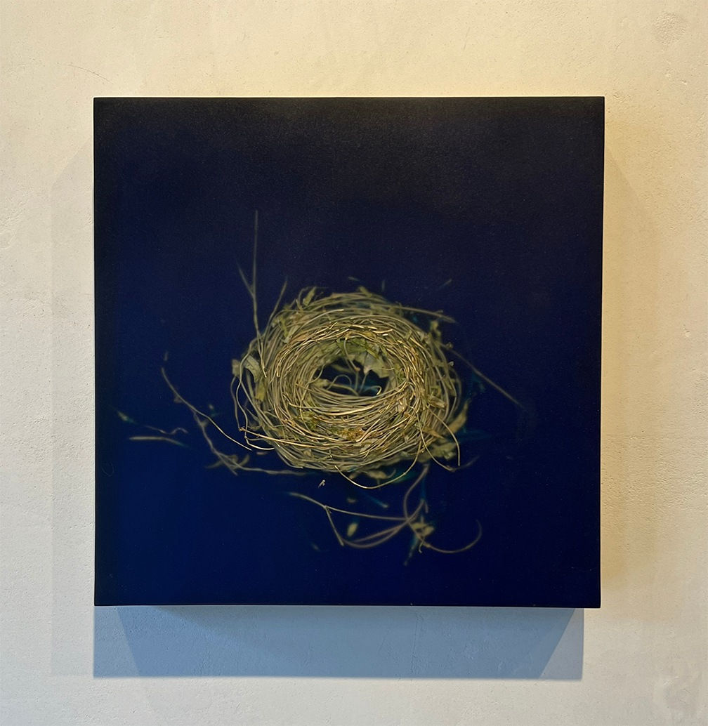mayme kratz Knot grass and spurge nest in resin