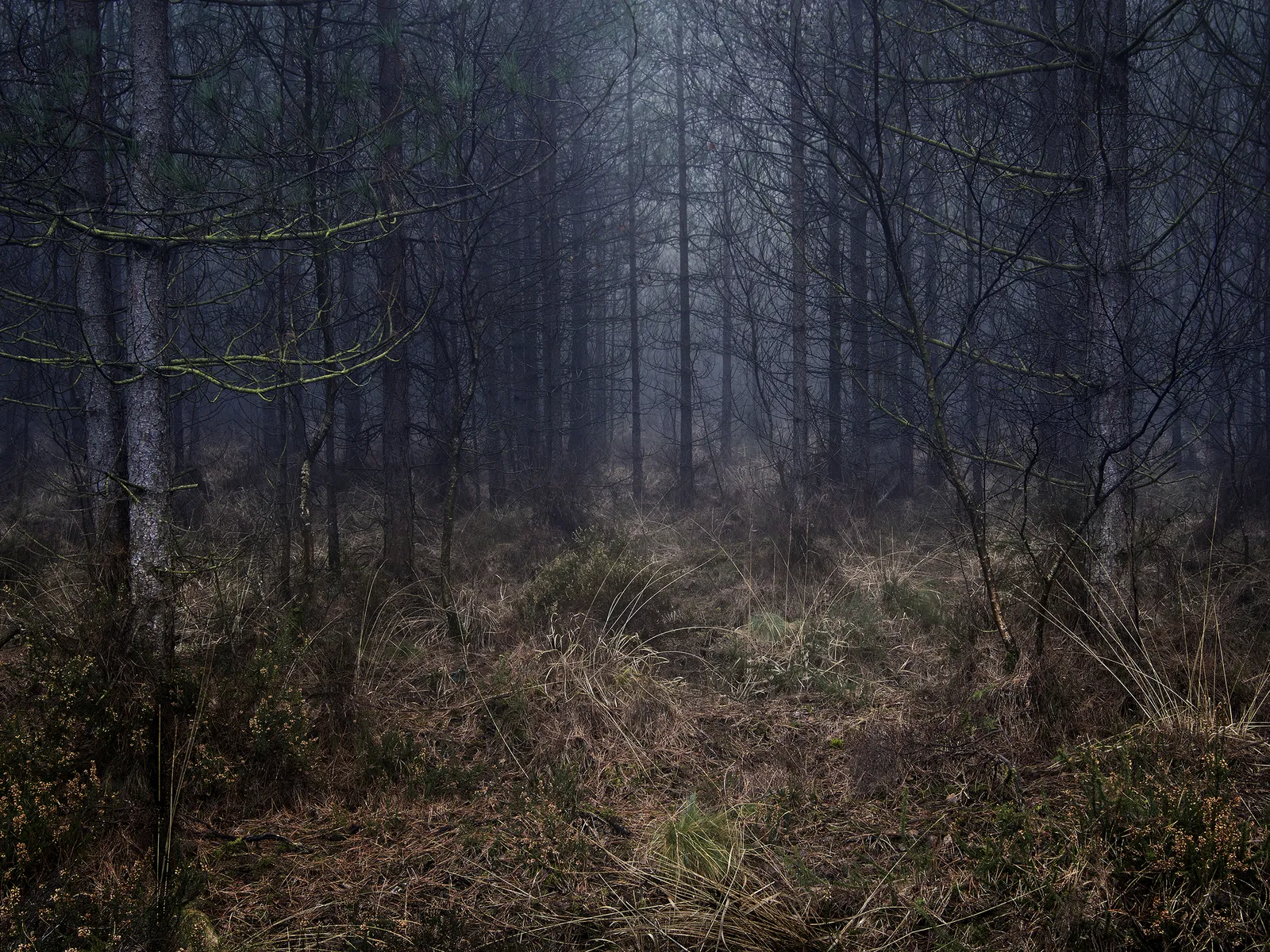 Ellie Davies photography Stillness series buy here Gilman Contemporary Sun Valley art gallery