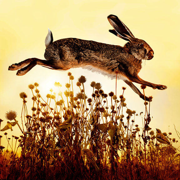 Tom Chambers Archival pigment print of a wild rabbit leaping in a field in the sunlight