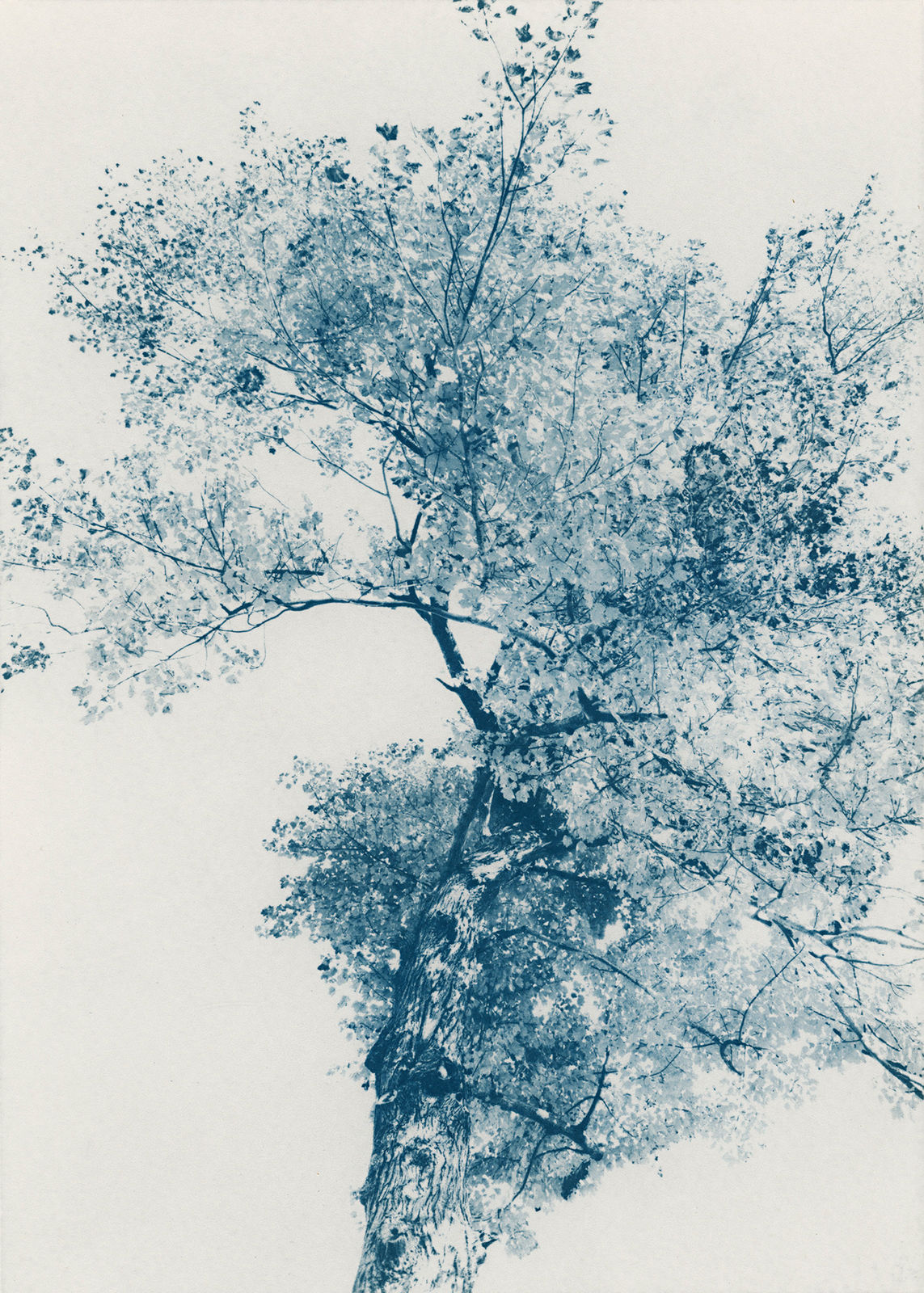 Dora Somosi, NY artist, Contemporary Cyanotypes