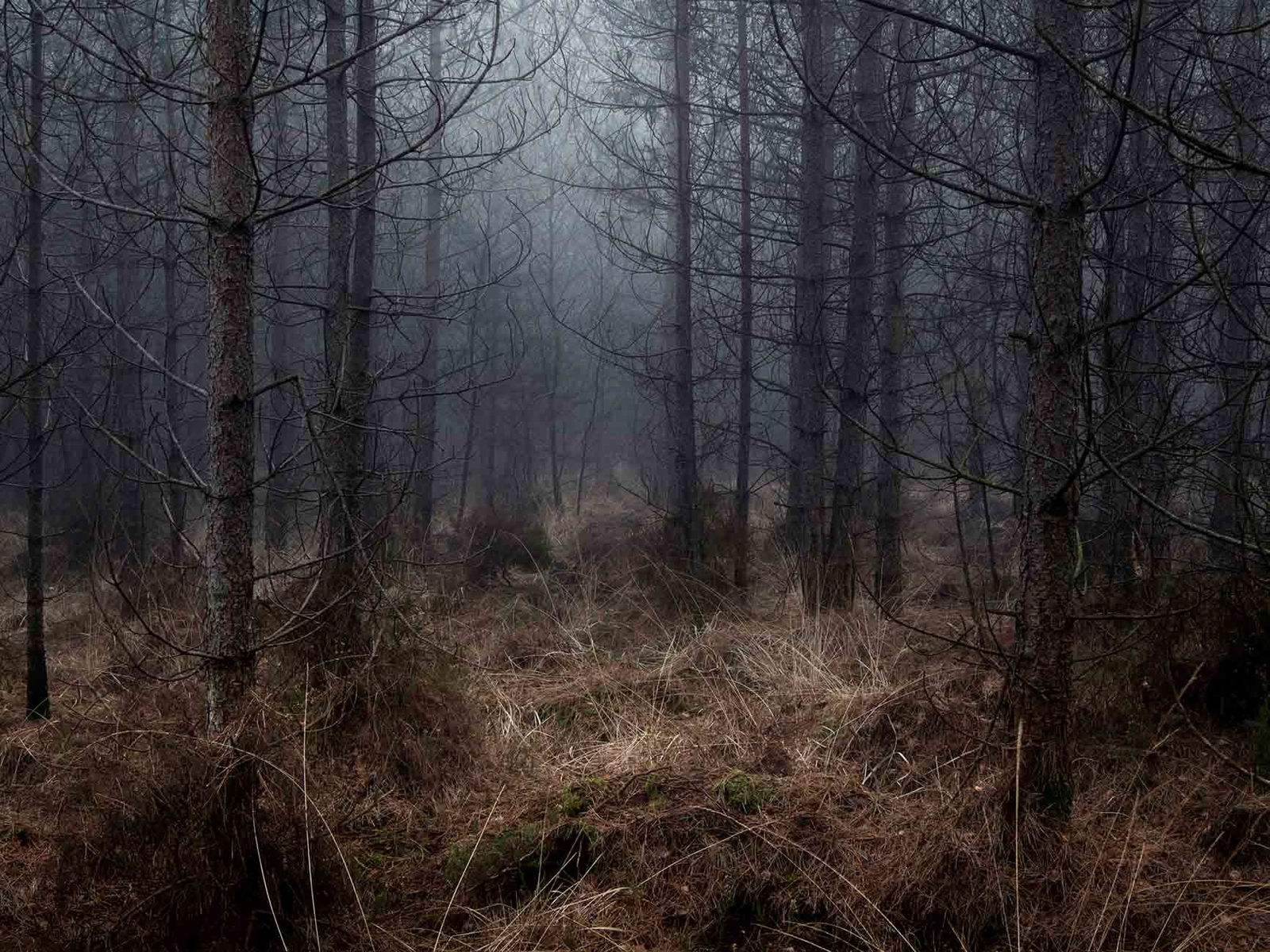 Foggy English forest photograph Ellie Davies original artwork buy here Gilman Contemporary Sun Valley art gallery