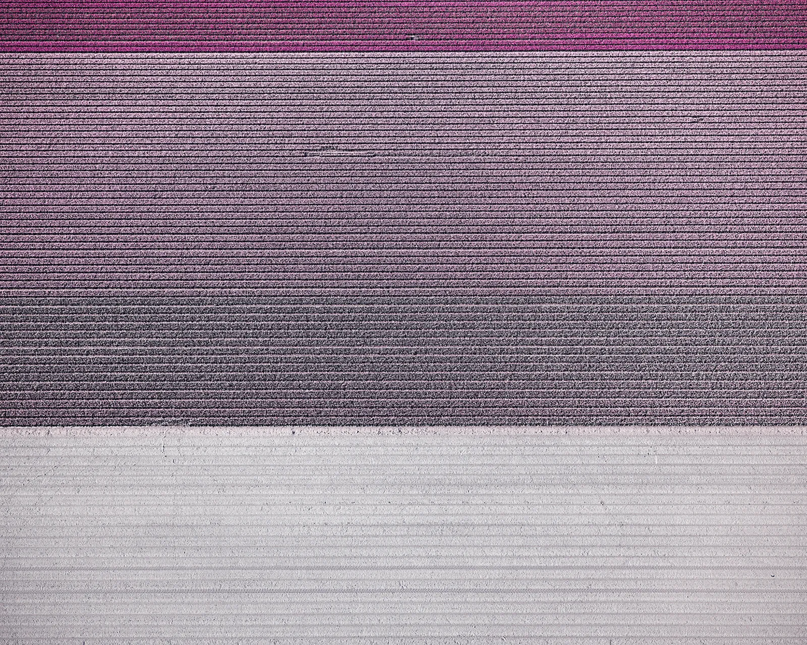 David Burdeny photograph aerial tulip field purple