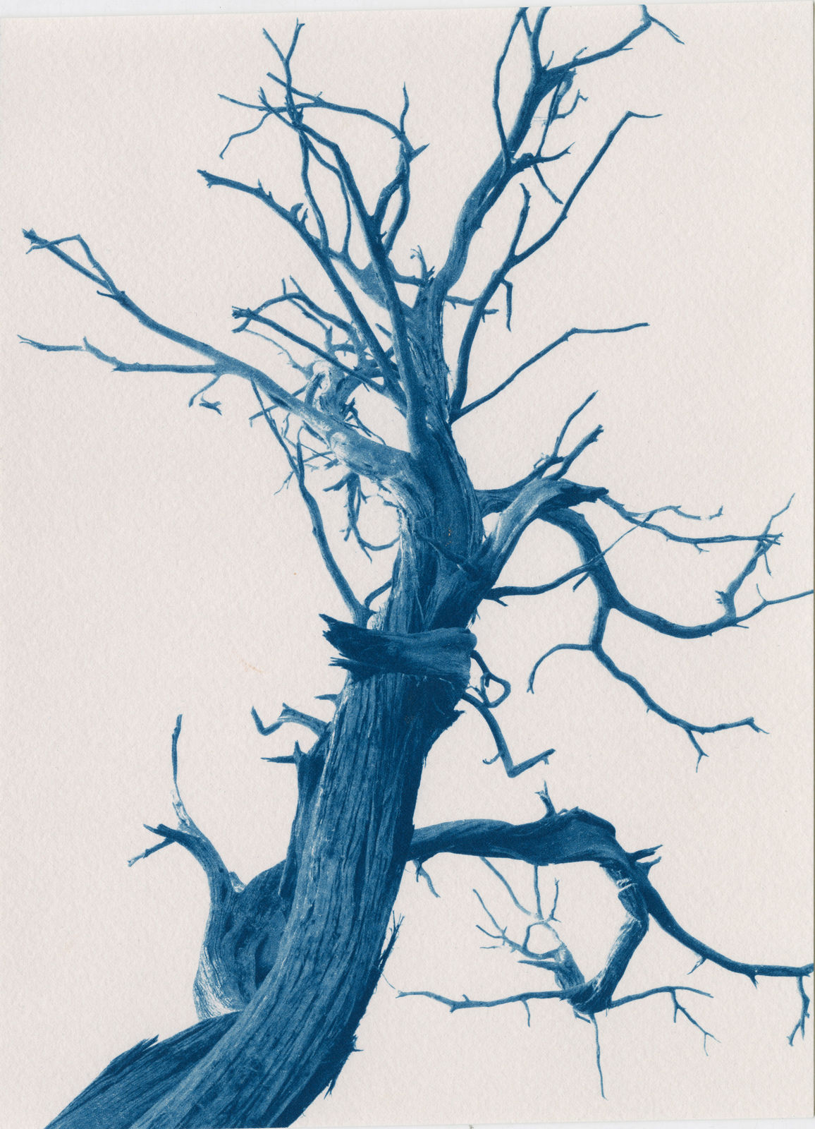 Dora Somosi cyanotype of Juniper tree at gilman contemporary