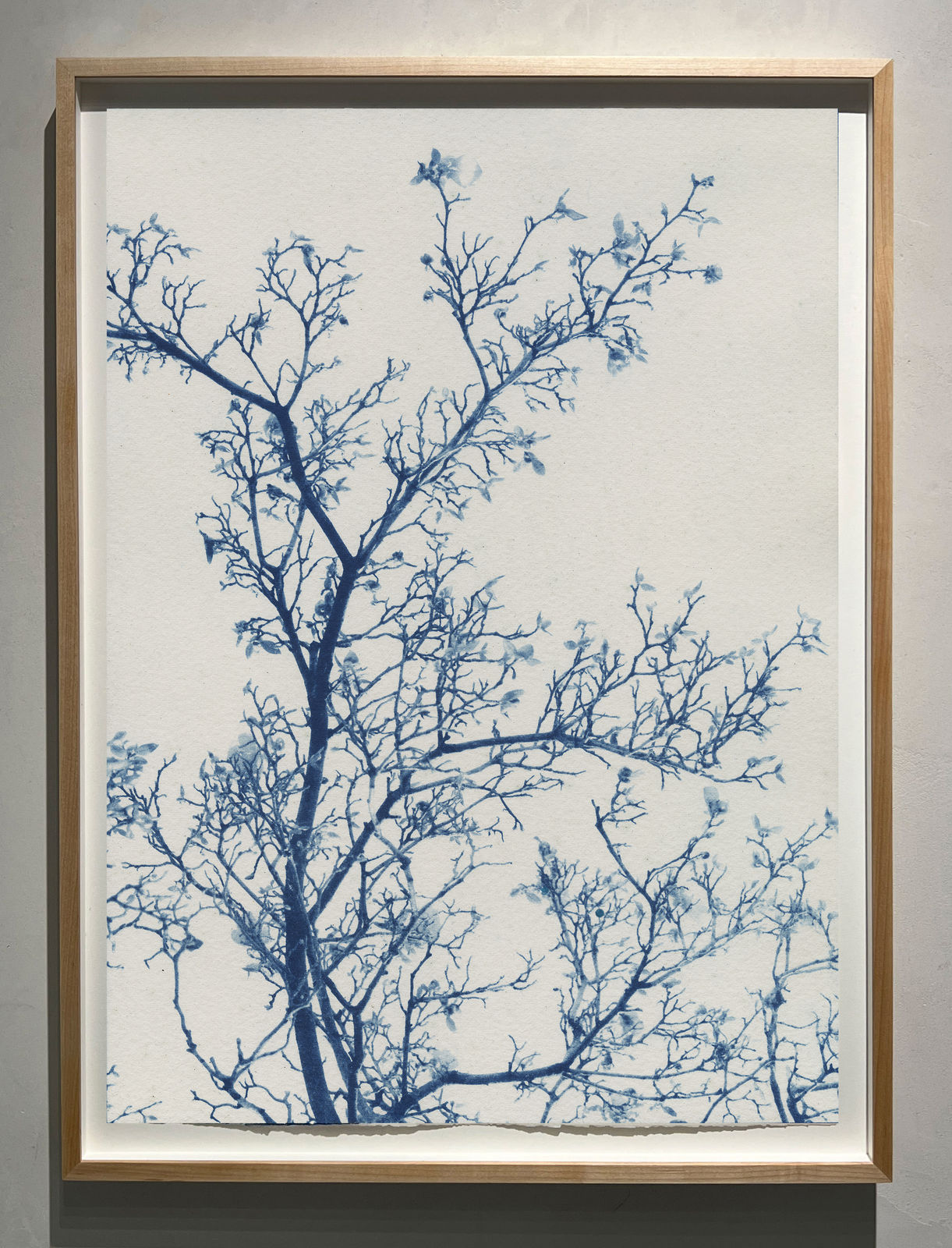 Dora Somosi cyanotype of tree at gilman contemporary