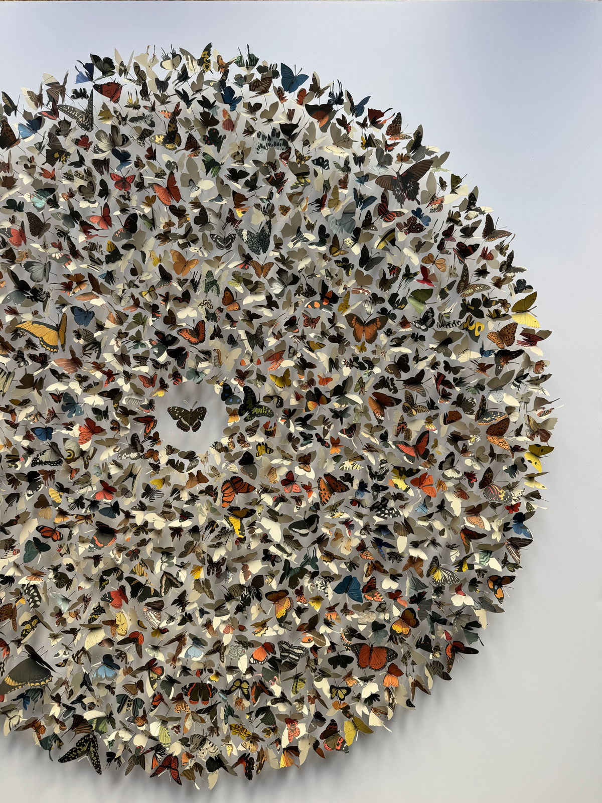 Rebecca J Coles, Icontype VI