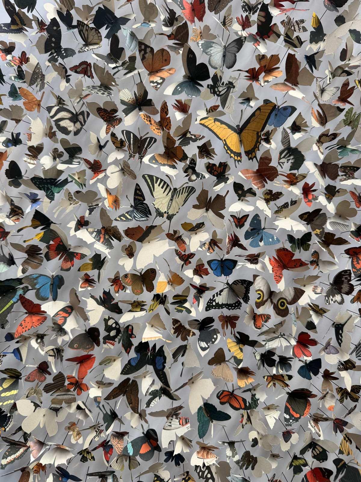 Rebecca J Coles, Icontype VI