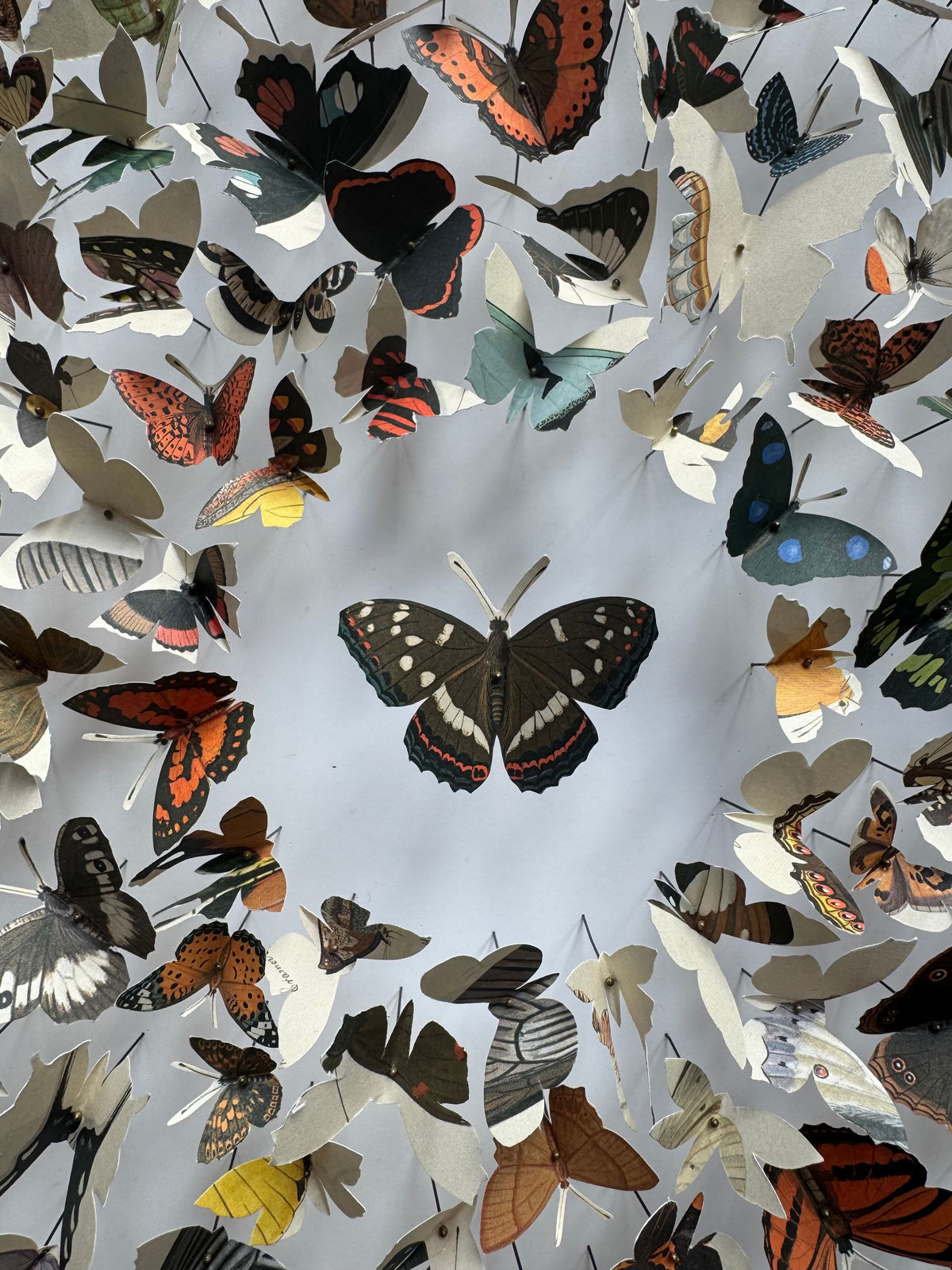 Rebecca J Coles, Icontype VI