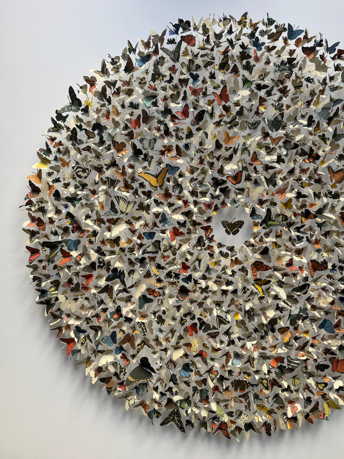 Rebecca J Coles, Icontype VI