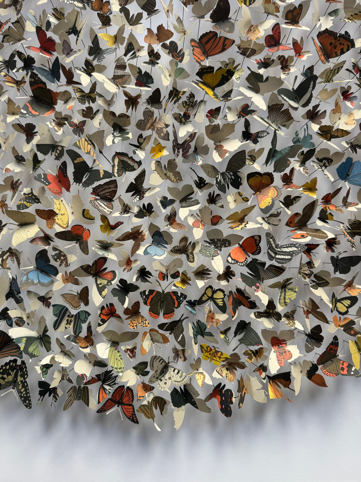 Rebecca J Coles, Icontype VI