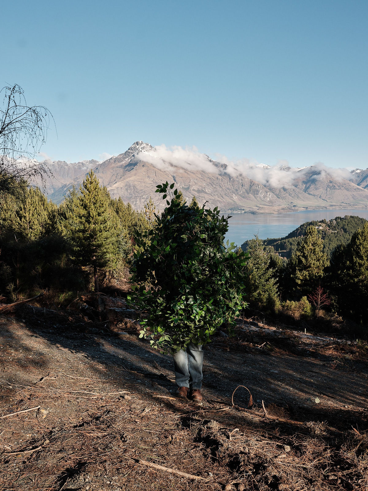 Steve Carr, Standing Bush 2, 2025