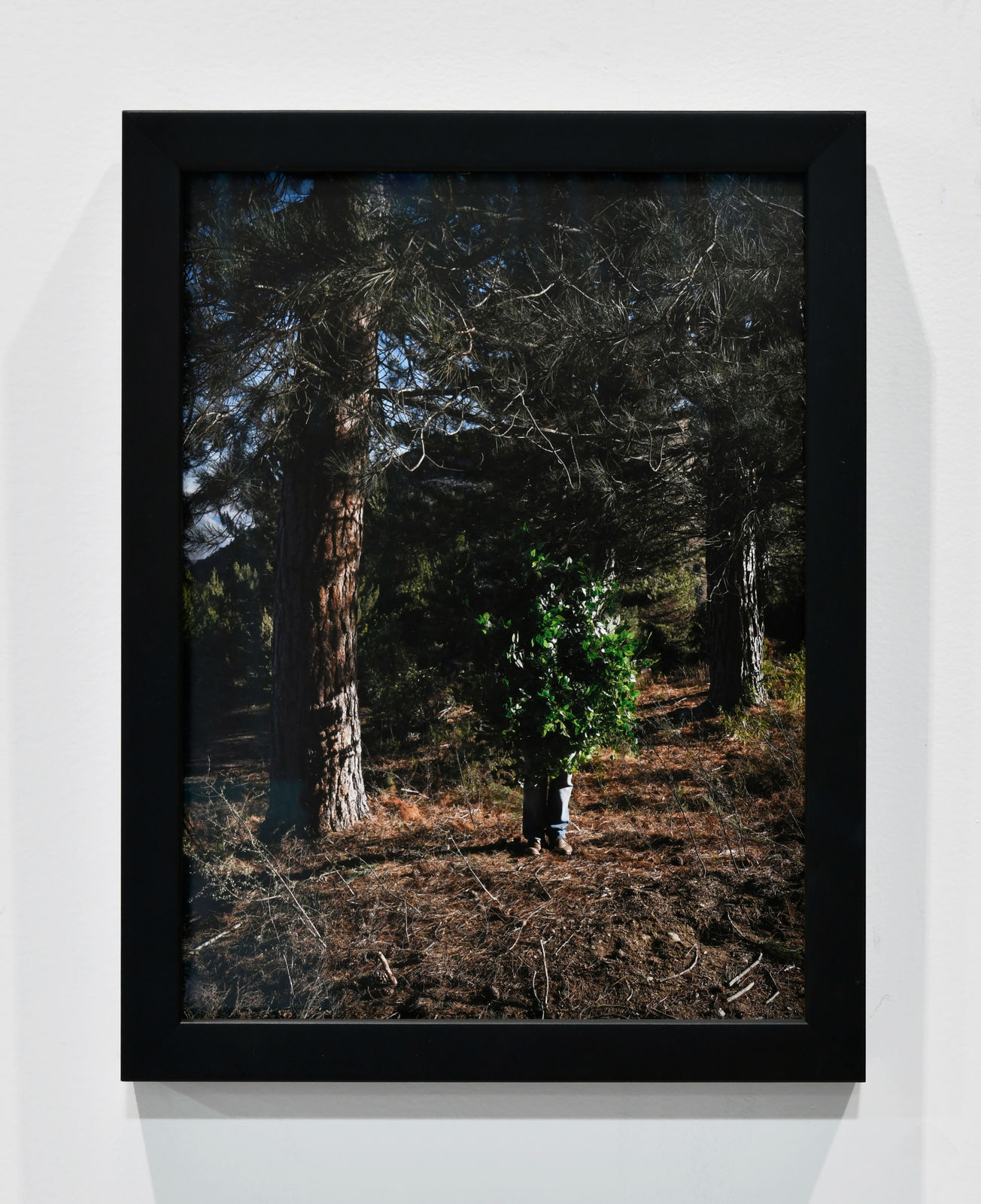 Steve Carr, Standing Bush 1, 2025