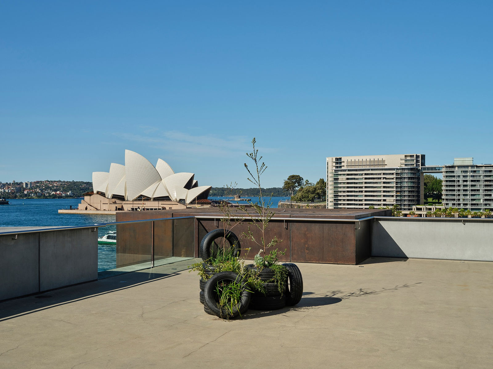 Steve Carr, In Bloom (IndigiGrow), 2023