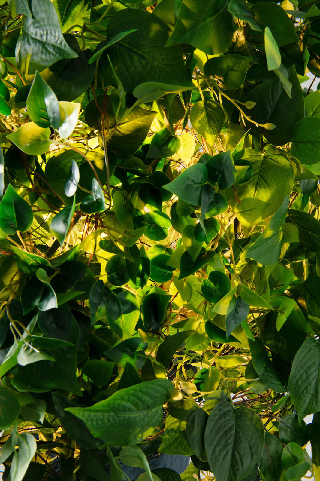 Steve Carr, Bush Lamp, 2025