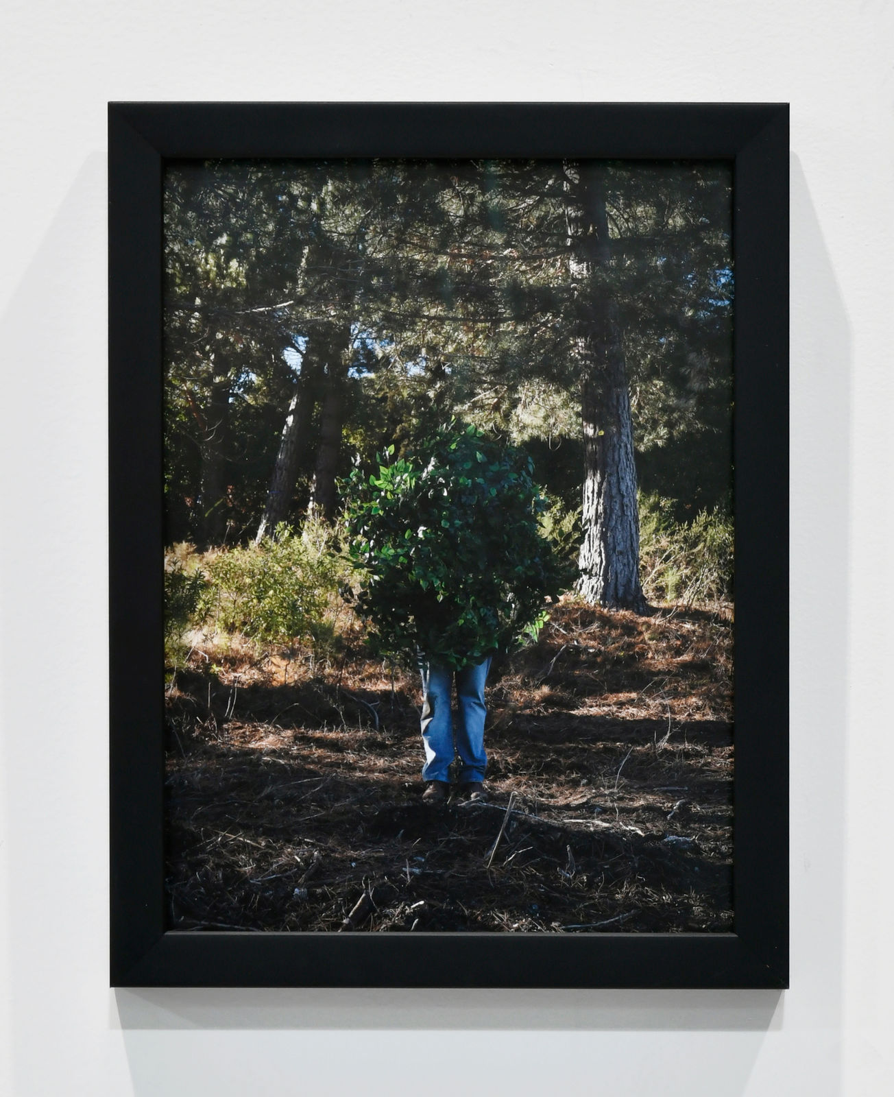 Steve Carr, Standing Bush 6, 2025