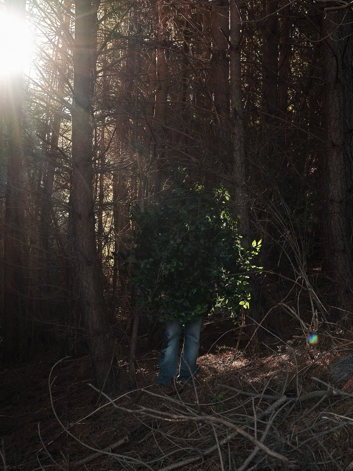 Steve Carr, Standing Bush 5, 2025