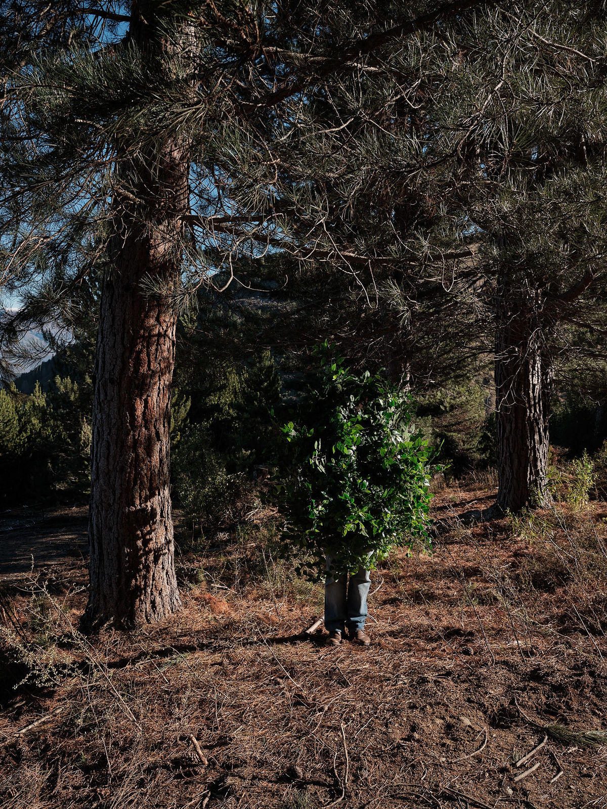 Steve Carr, Standing Bush 1, 2025
