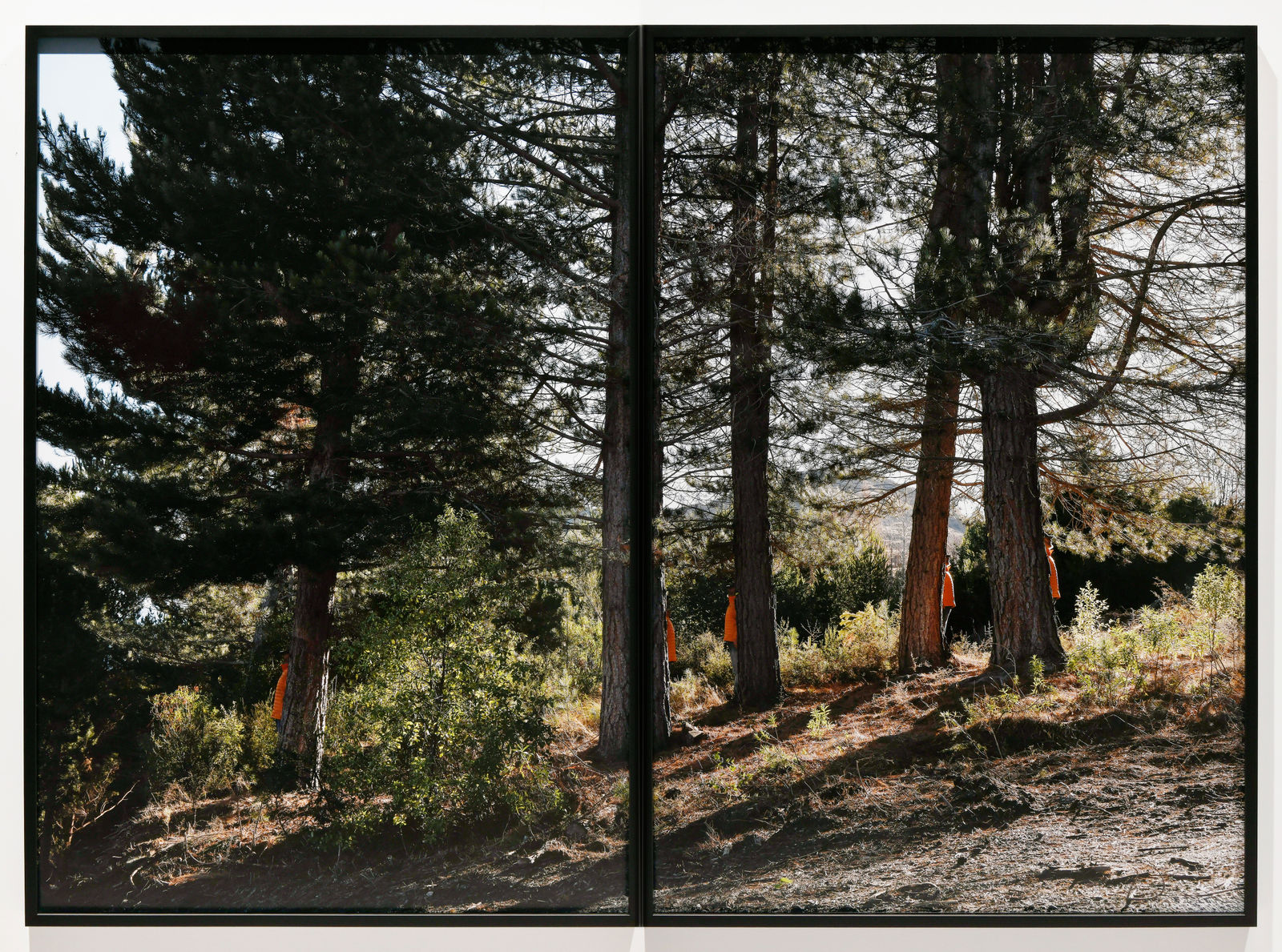 Steve Carr, Many Steves, 2025