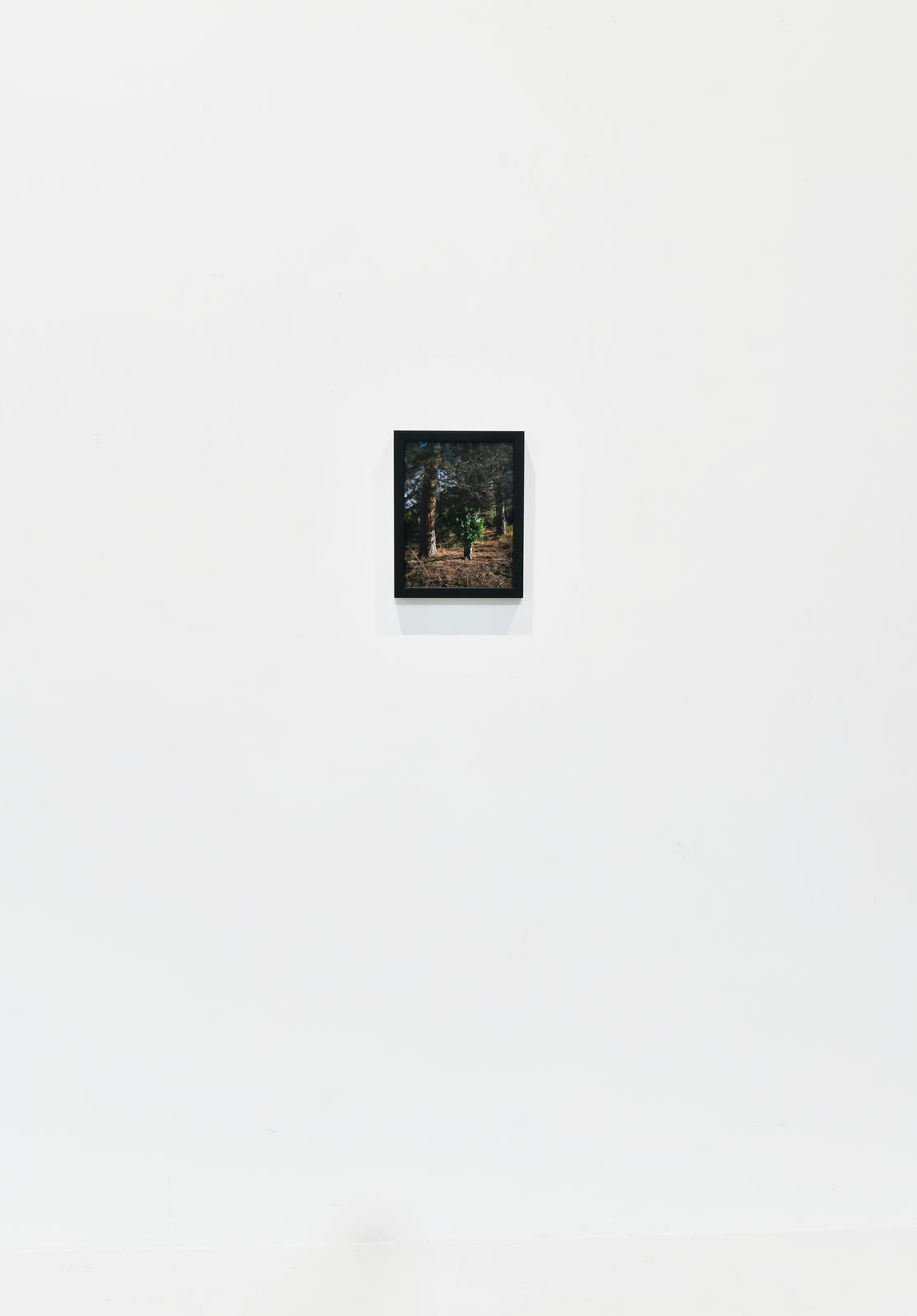 Steve Carr, Standing Bush 1, 2025