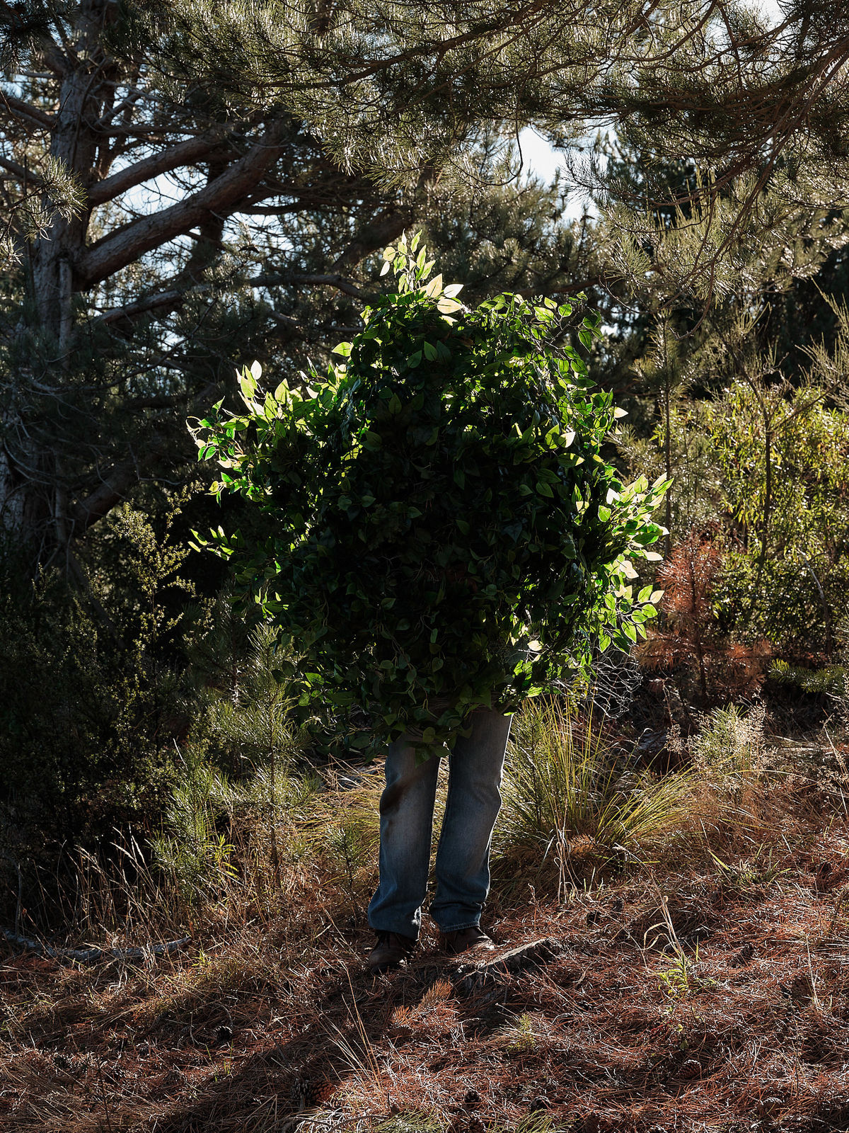 Steve Carr, Standing Bush 7, 2025