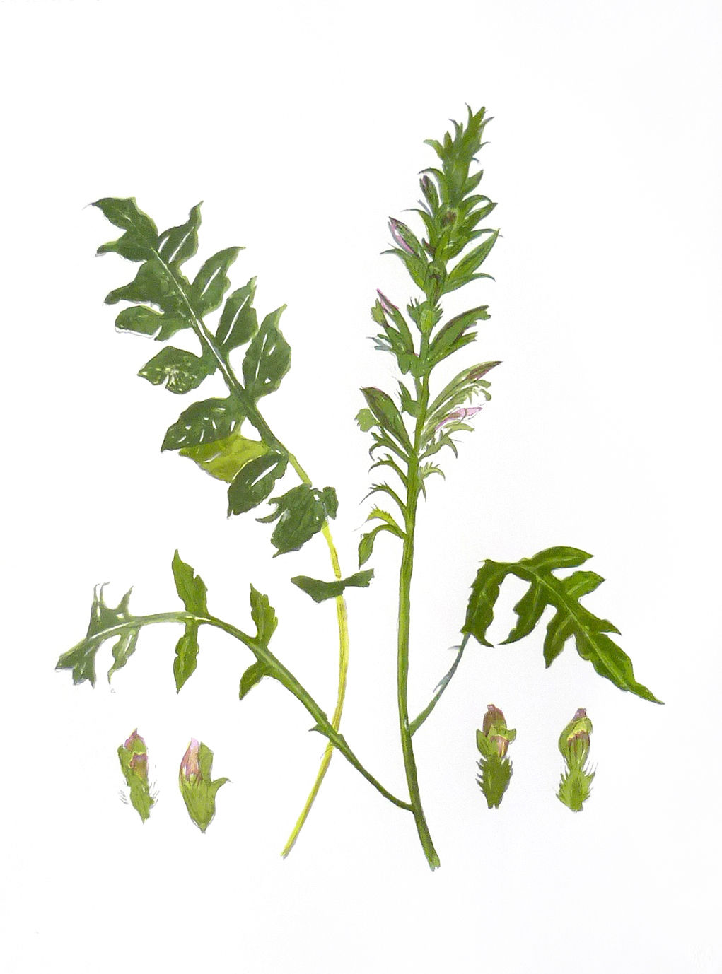 Elizabeth Blackadder, Wild Flower, 2014