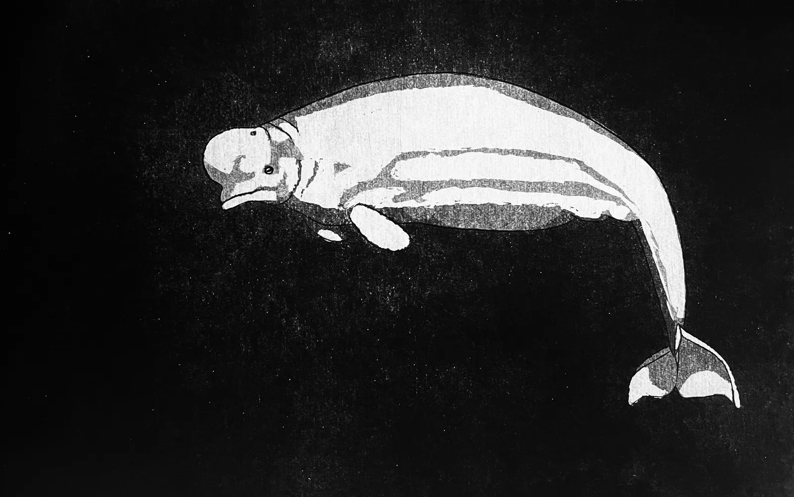 Jonathan Welsh, White Whale of the Arctic, 2025