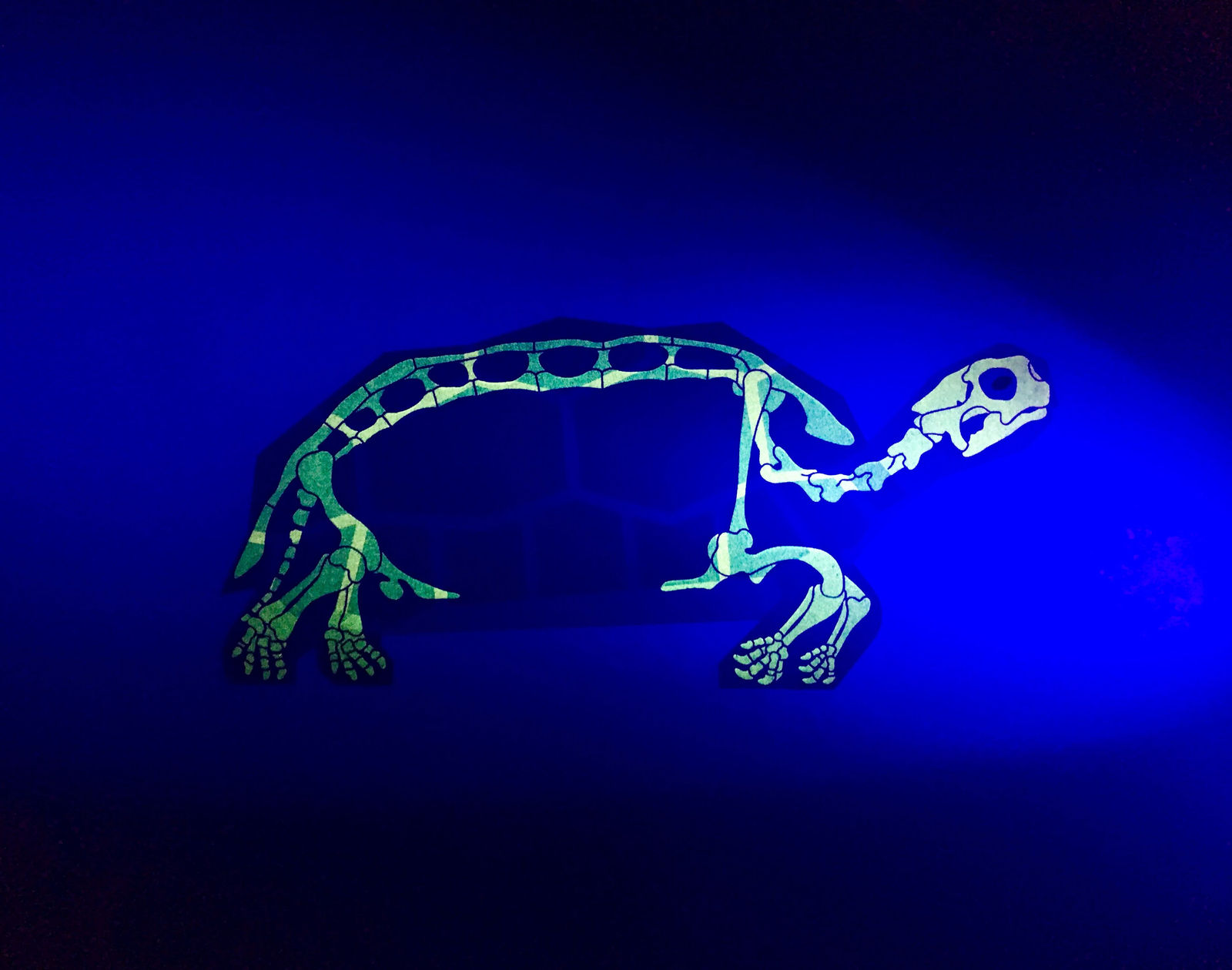 Under the Skin, Forsten’s Tortoise, 2017