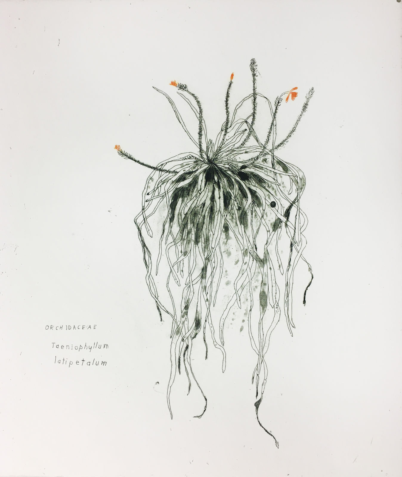 Elizabeth Blackadder, Orchidaceae Taeniophyllum Latipetalum, 1992-3