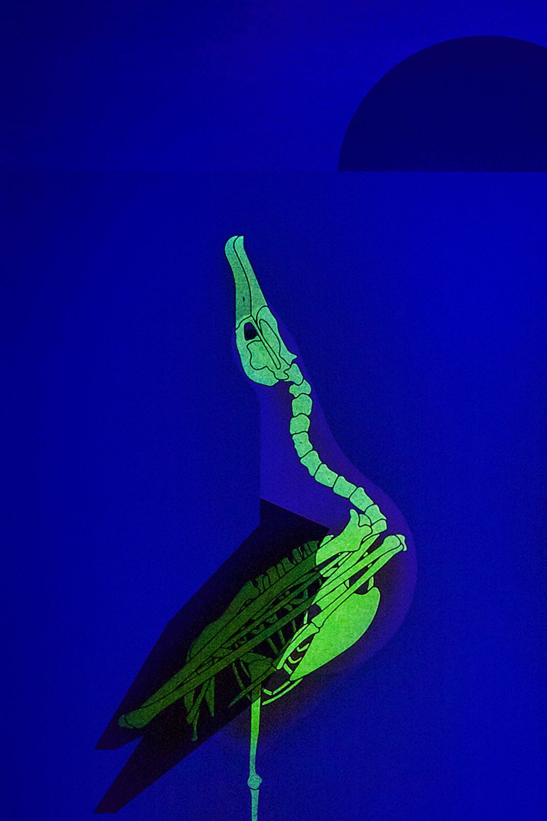 Under the Skin, Albatross Courtship, 2019