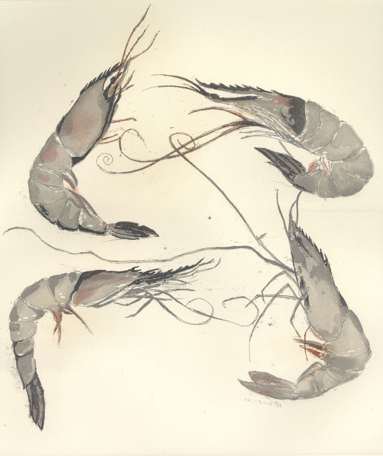Elizabeth Blackadder, Langoustine, 2012
