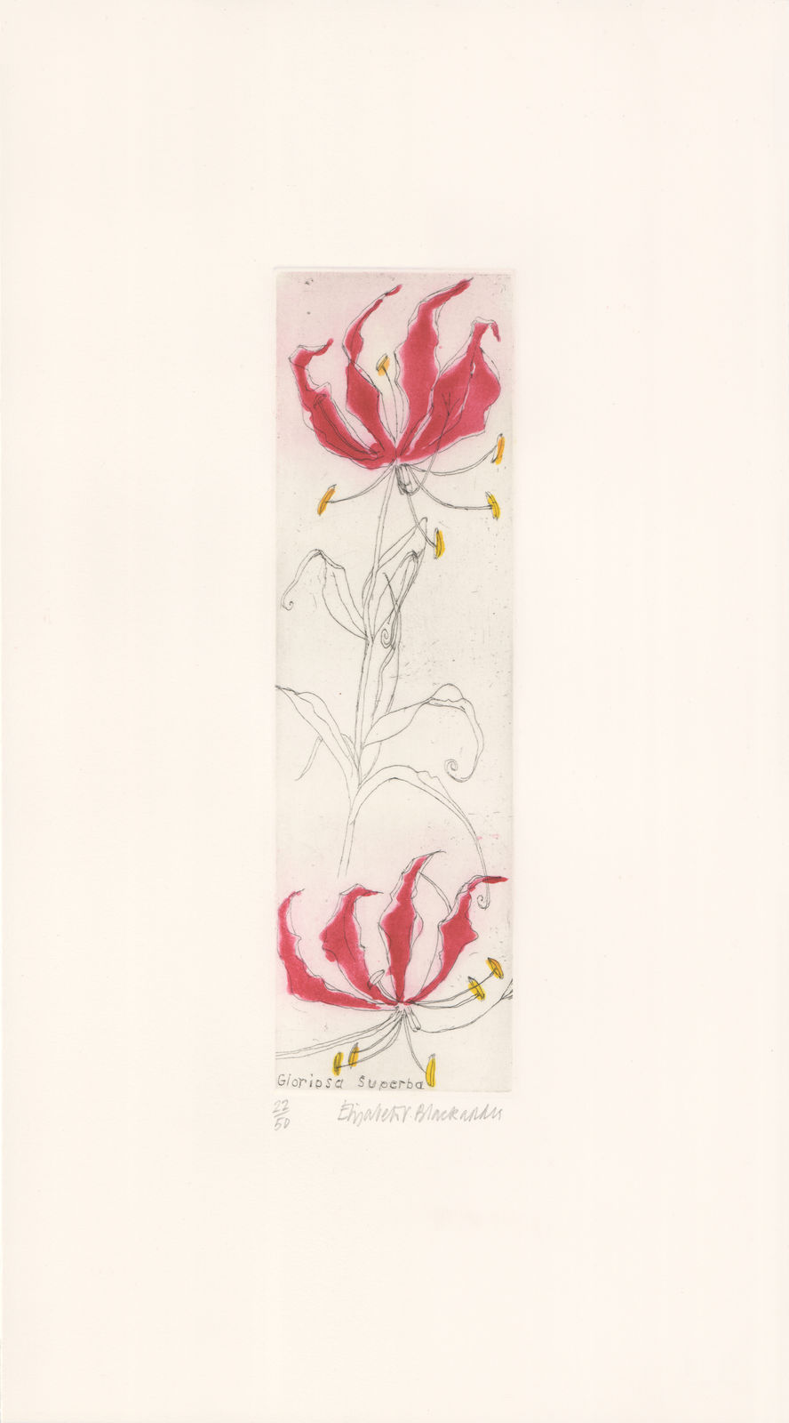 Elizabeth Blackadder, Gloriosa Superba, 2010