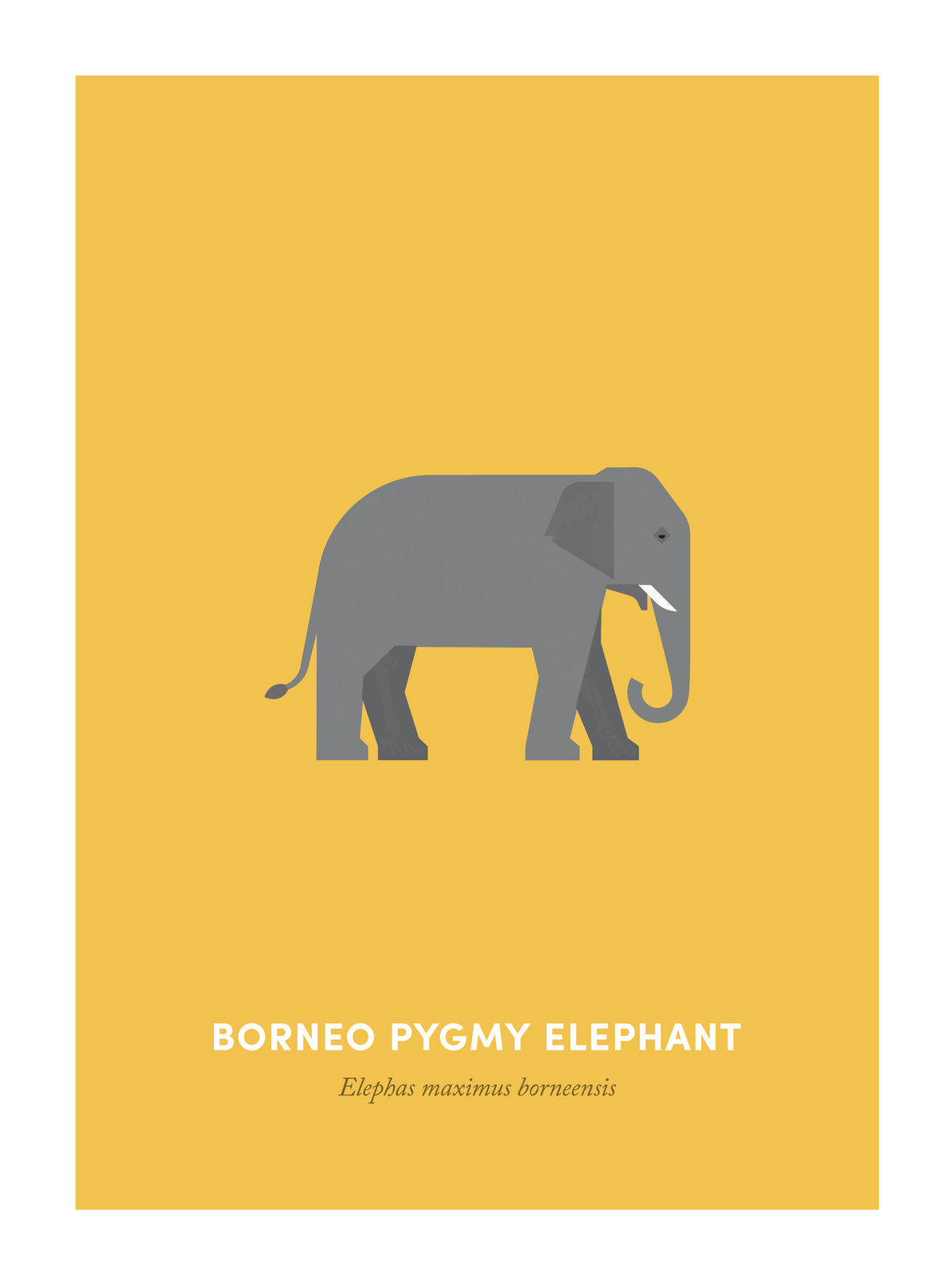 Under the Skin, Borneo Pygmy Elephant, 2018
