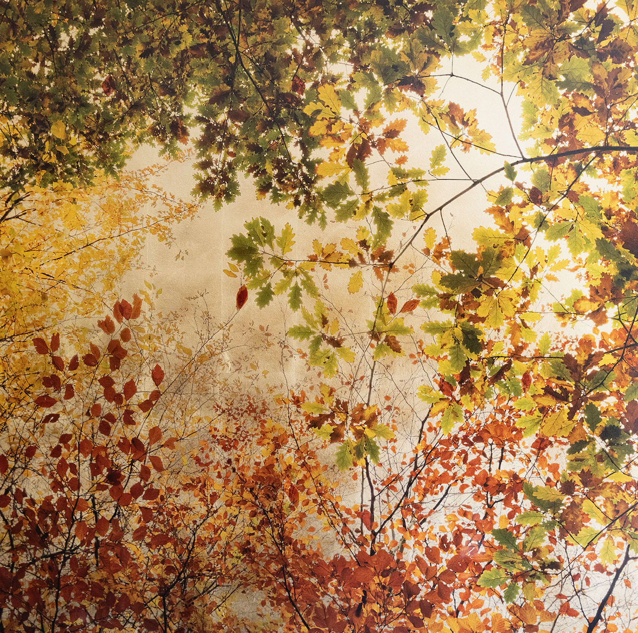 Robert Pereira Hind, Arboris Folium Autumn