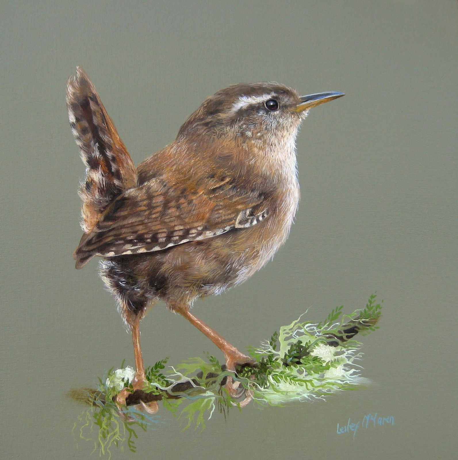 Lesley McLaren, Wren at the Break of Day