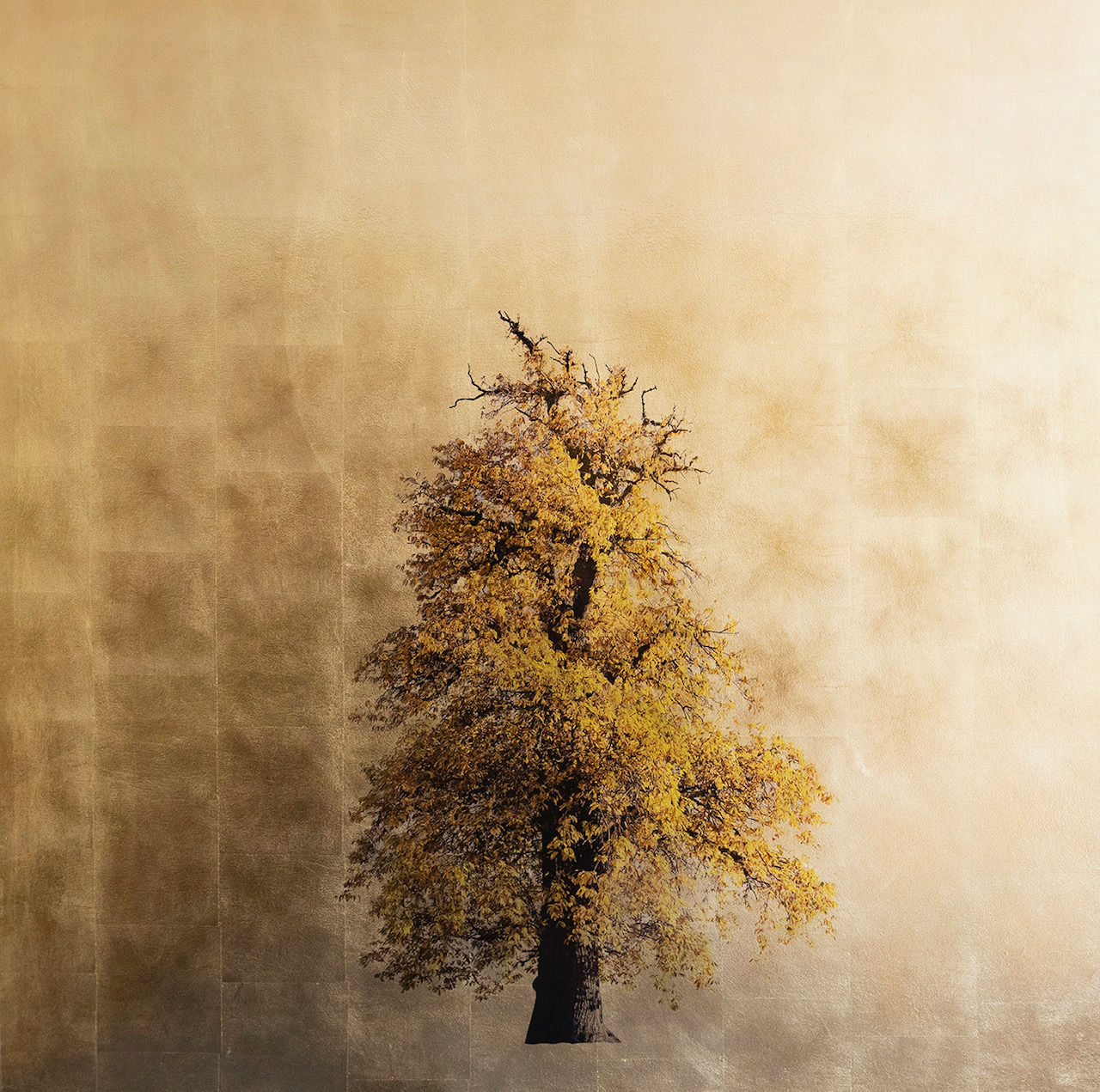 Robert Pereira Hind, Castanea Sativa Autumn