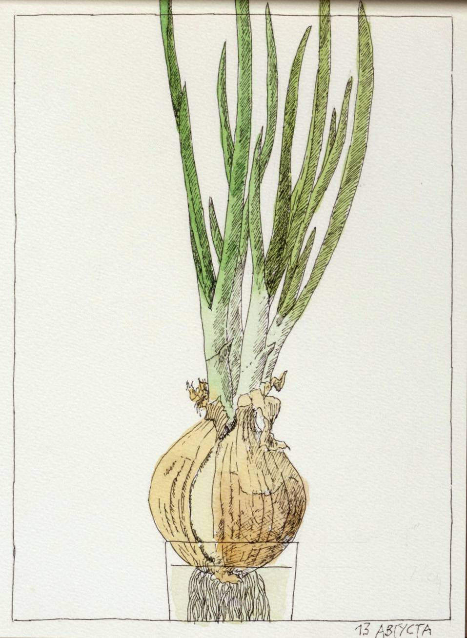 Nikita Alekseev, DAYS AND LABORS OF ONIONS (series of works) • ДНИ И ТРУДЫ РЕПЧАТОГО ЛУКА (серия работ), 2012