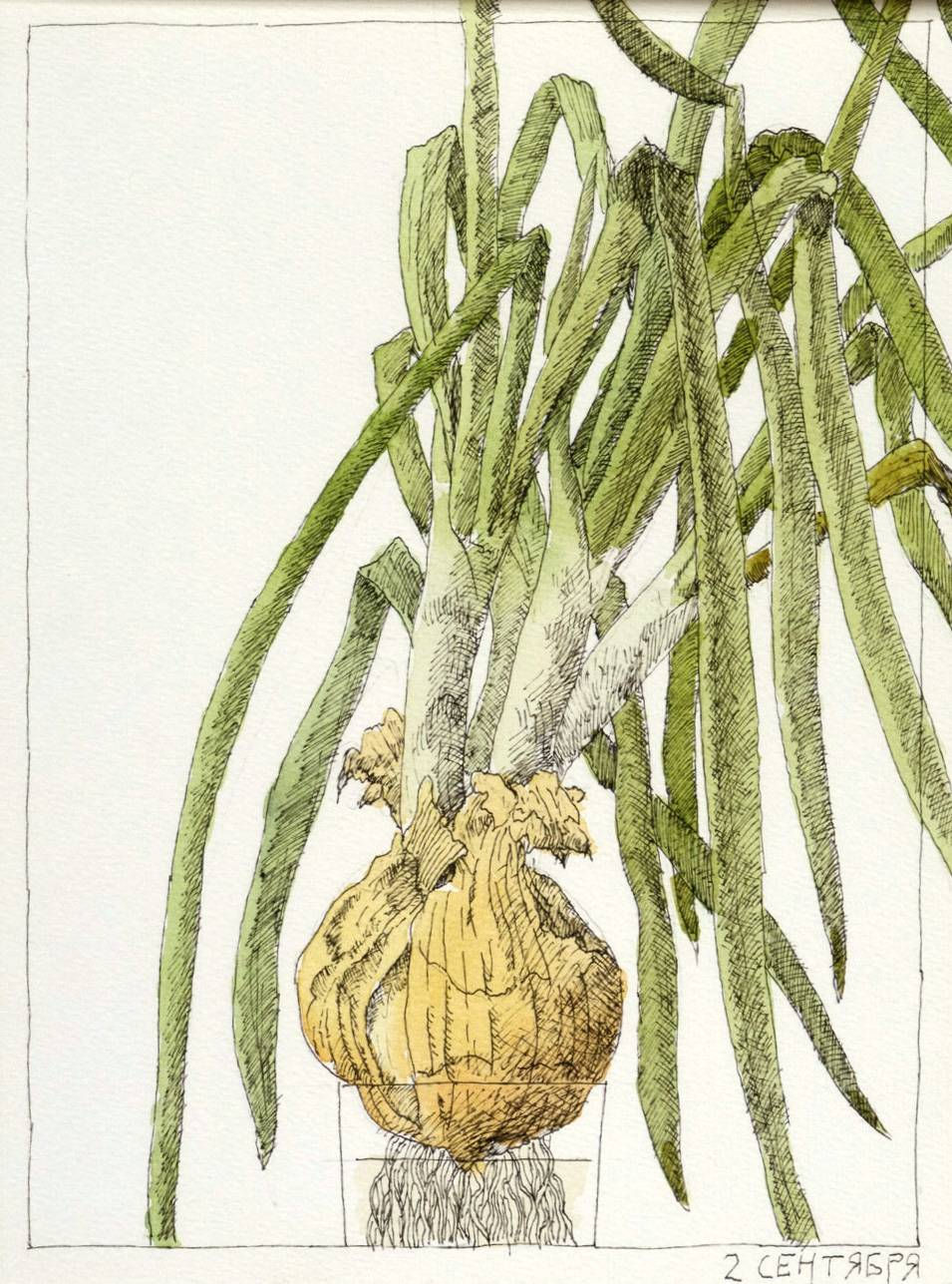 Nikita Alekseev, DAYS AND LABORS OF ONIONS (series of works) • ДНИ И ТРУДЫ РЕПЧАТОГО ЛУКА (серия работ), 2012