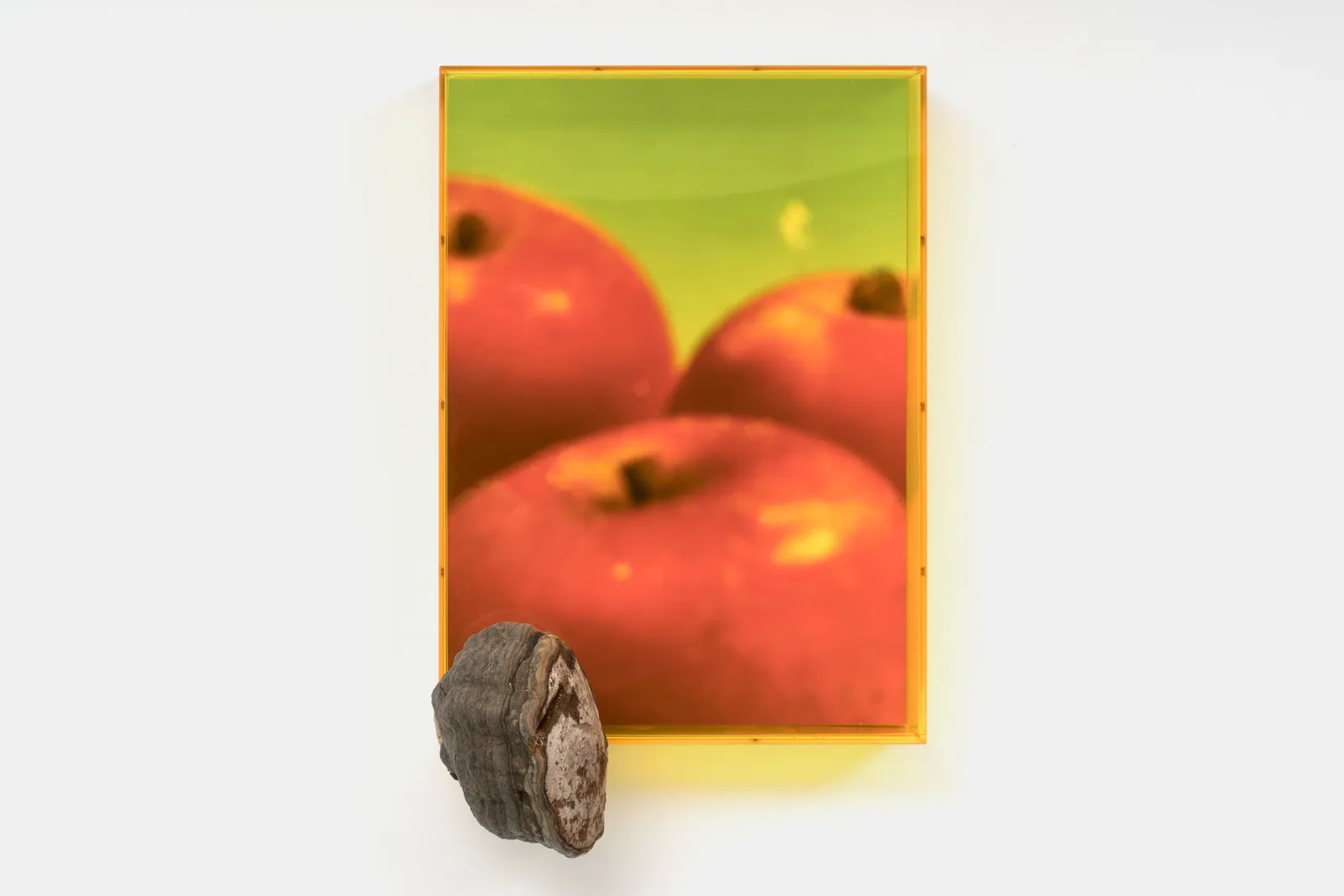 Saskia Noor van Imhoff, untitled (Malus d. 'Bellefleur'), 2020