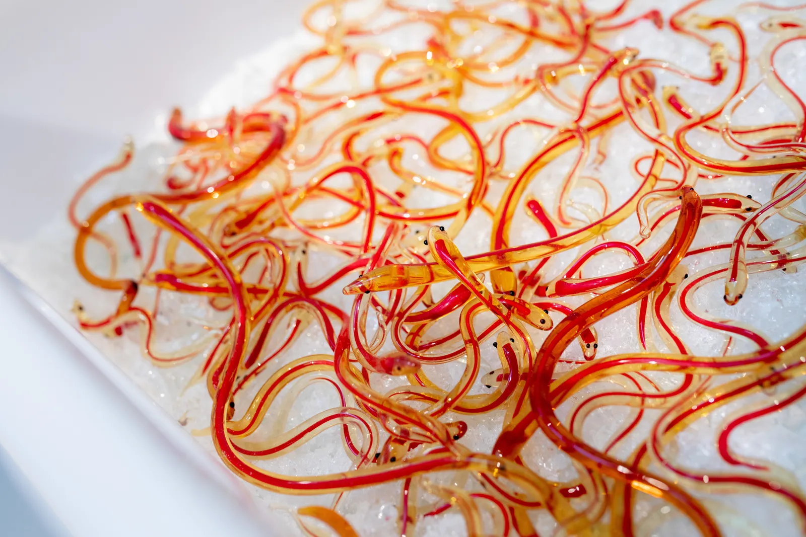 A group of red and yellow glass eels inside a white plastic container.