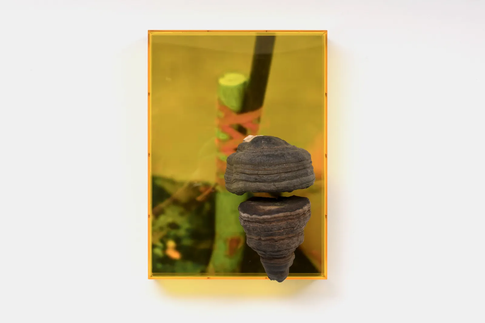 Saskia Noor van Imhoff, untitled (they grow on weak, old or dead trees), 2020