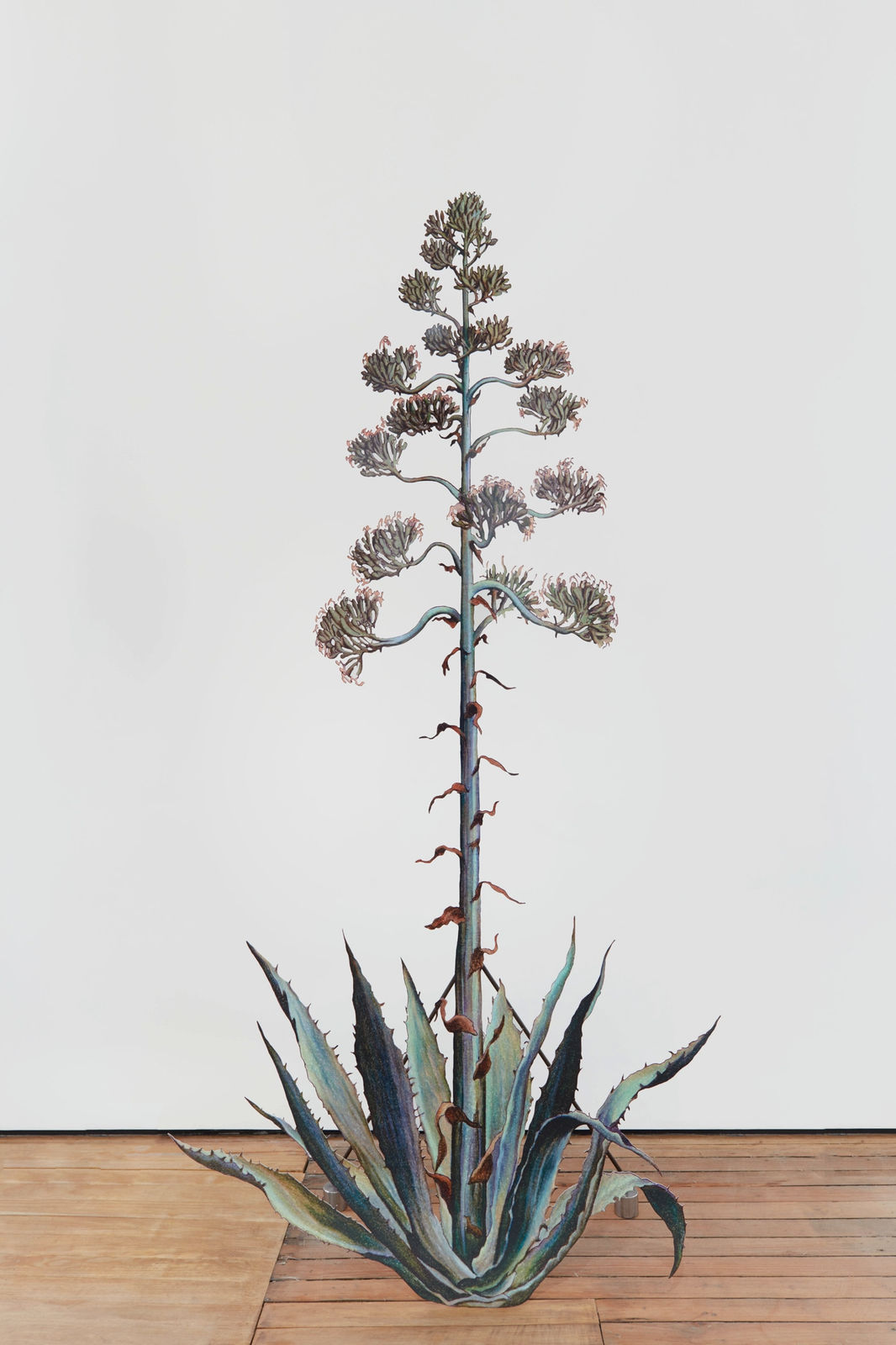 aluminum flowering agave plant