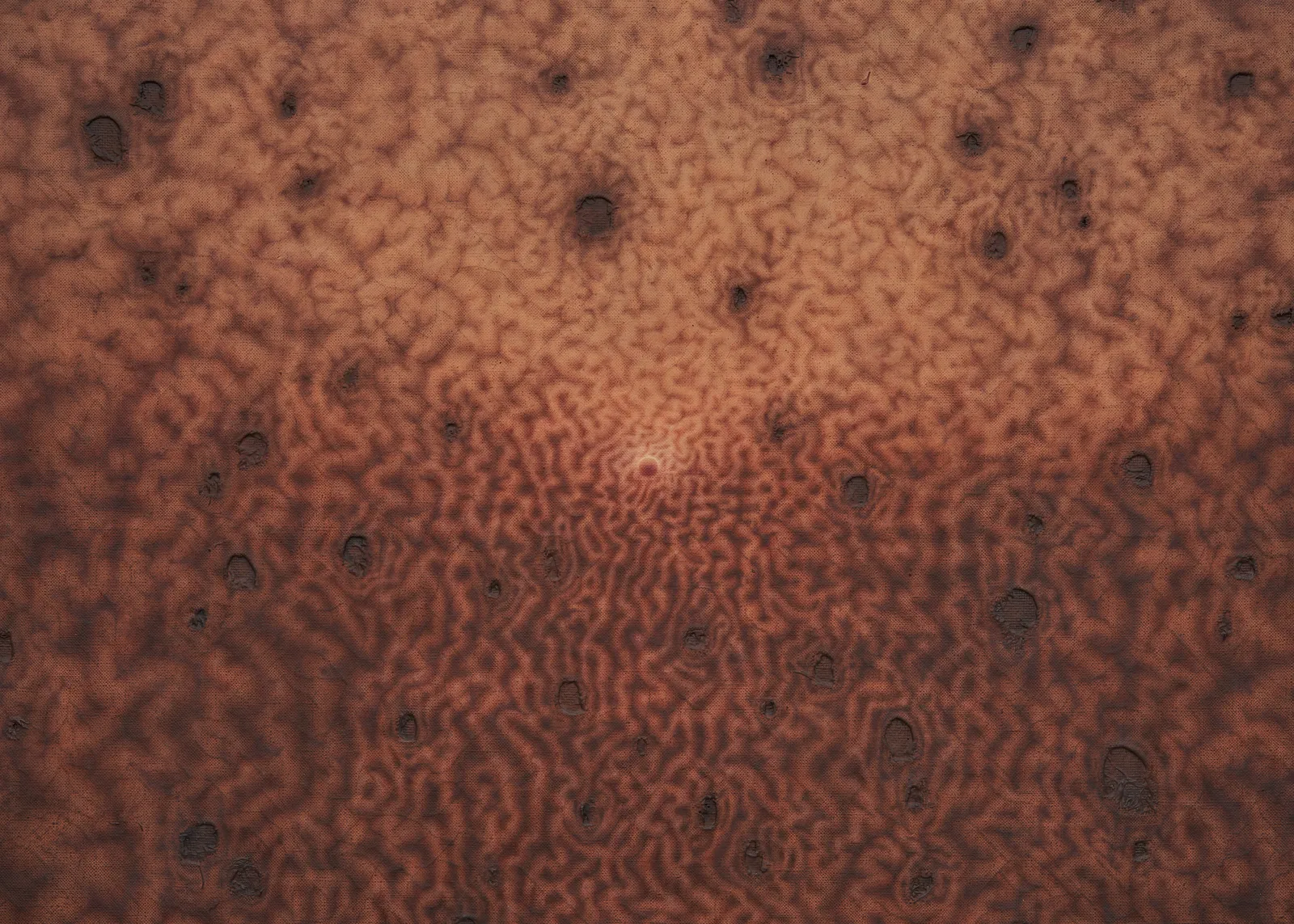 Anders Davidsen, the hissing of seeds, 2024