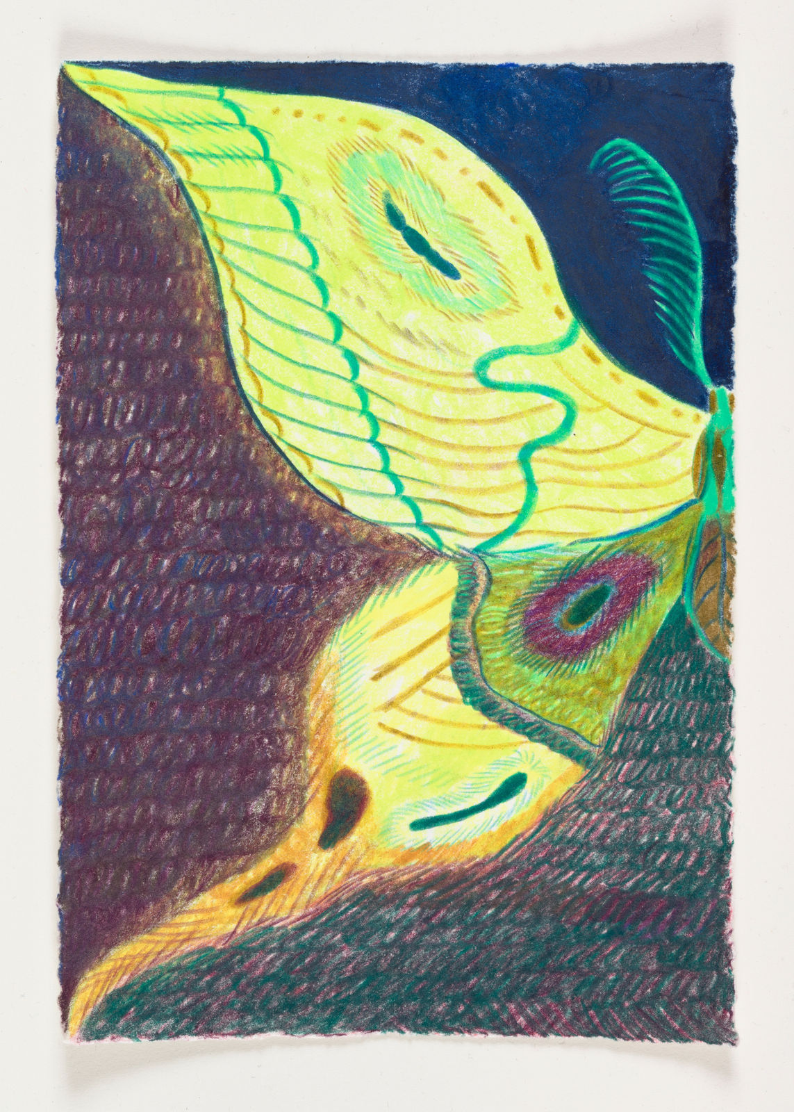 color pencil image of half of a moth's body. the main hues of its vibrant wings are yellow, green, and teal.