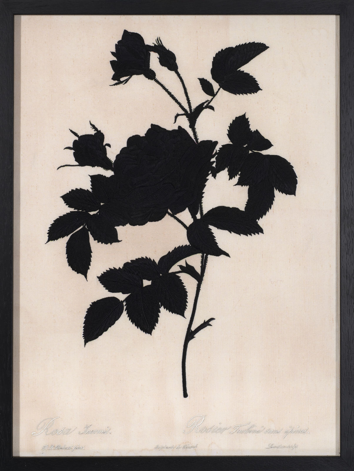 David Alesworth, Dark Rosa Inermis, 2021