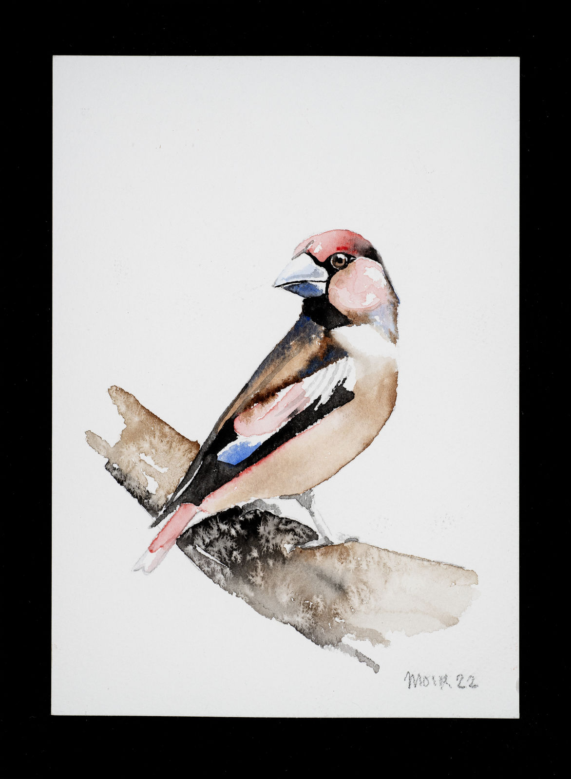 Jim Moir, Bullfinch, 2022